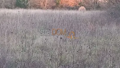 Poljoprivredno zemljište u Marčani, ravna parcela - 3