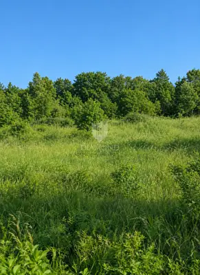 Grundstück 7.235 m², Kringa - ruhige Lage und Zufahrt von der Straße