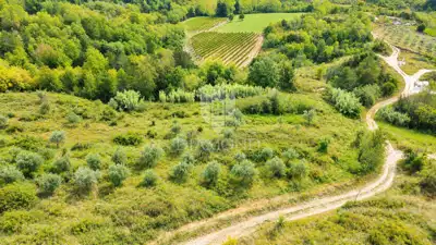 Istra, Buje, okolica- investicijska prilika! - 5