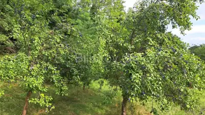 Land 2 582 m², Gajnice - peace and greenery - 4