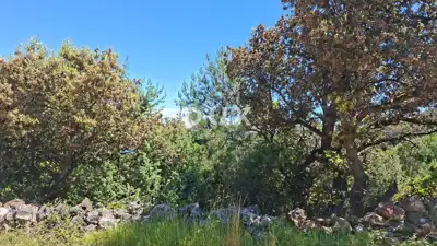 Agricultural land, Osor - 300 m from the sea - 6