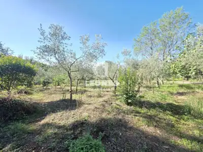 Građevinsko zemljište 1.356 m², Brtonigla - pravilnog oblika