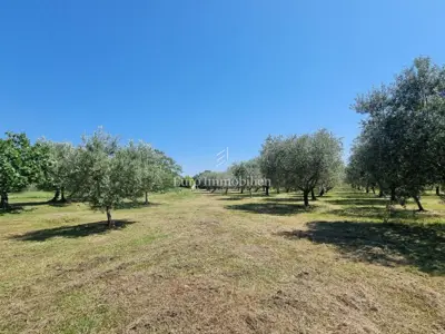 Kuća 140 m², Poreč - veliko imanje i maslinik - 2