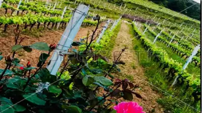 Agricultural estate on the island of Vis, 27,234 m² and restaurant - 7