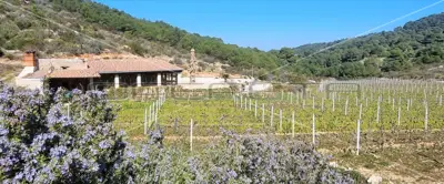 Agricultural estate on the island of Vis, 27,234 m² and restaurant - 5