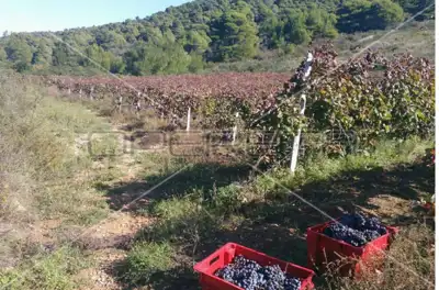 Agricultural estate on the island of Vis, 27,234 m² and restaurant - 12