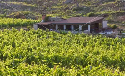 Agricultural estate on the island of Vis, 27,234 m² and restaurant - 2