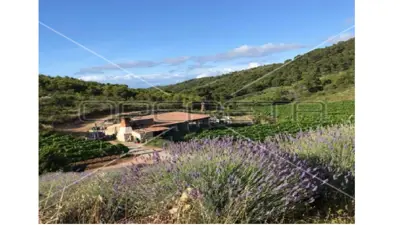 Agricultural estate on the island of Vis, 27,234 m² and restaurant - 11