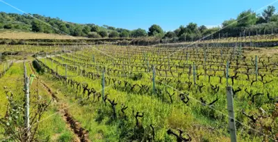 Agricultural estate on the island of Vis, 27,234 m² and restaurant - 3