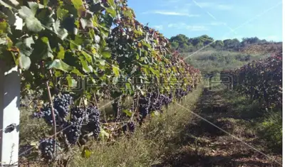Agricultural estate on the island of Vis, 27,234 m² and restaurant - 14