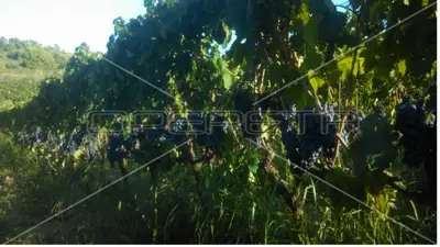 Agricultural estate on the island of Vis, 27,234 m² and restaurant - 15