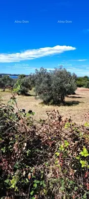 Landwirtschaftsfläche 2 870 m², Fažana, 100 m vom Strand