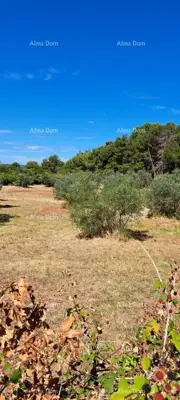 Poljoprivredno zemljište 2 870 m², Fažana, 100 m od plaže - 2