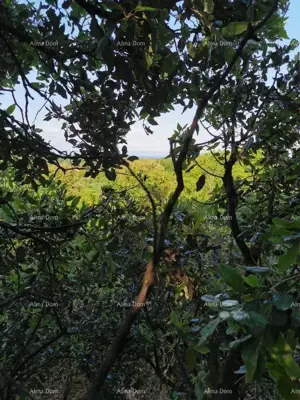 Građevinsko zemljište u Ližnjanu, stambena namjena - 7