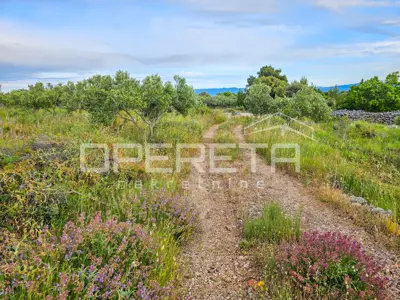 Landwirtschaftliches Anwesen 90.209 m², Zastražišće, Hvar, Agrotourismus - 5