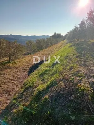 Poljoprivredno zemljište 24.200 m², Grimalda - maslinik i potok - 2