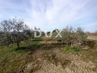 Poljoprivredno zemljište 24.200 m², Grimalda - maslinik i potok - 15