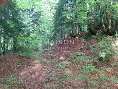Agricultural land 16,000 m², Crni Lug - by the road - 10