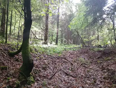 Agricultural land 16,000 m², Crni Lug - by the road - 9
