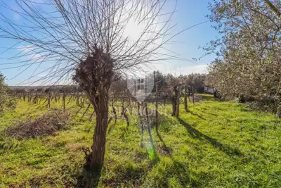 Agricultural land, Rovinj - 8,201 m², olive grove and vineyard - 8
