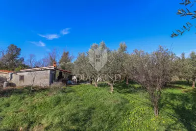 Agricultural land, Rovinj - 8,201 m², olive grove and vineyard - 3