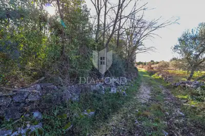 Agricultural land, Rovinj - 8,201 m², olive grove and vineyard - 5