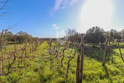 Agricultural land, Rovinj - 8,201 m², olive grove and vineyard - 7