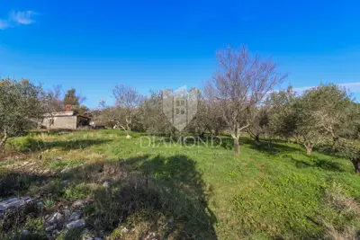 Agricultural land, Rovinj - 8,201 m², olive grove and vineyard - 10