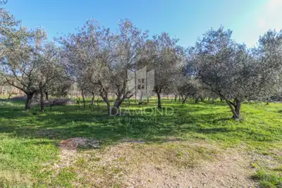 Agricultural land, Rovinj - 8,201 m², olive grove and vineyard - 6