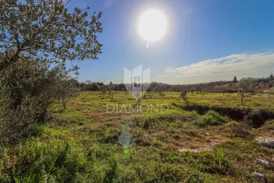 Agricultural land, Rovinj - 8,201 m², olive grove and vineyard - 11
