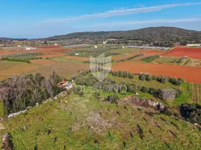 Agricultural land, Rovinj - 8,201 m², olive grove and vineyard - 2