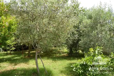 House 200 m², Ližnjan - plot 1 100 m² with olive trees - 4