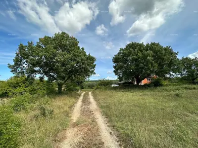 House in Vodnjan, large yard under olive trees - 2