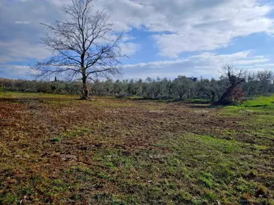 Building land 649 m², Novigrad, sea view and olive grove - 3