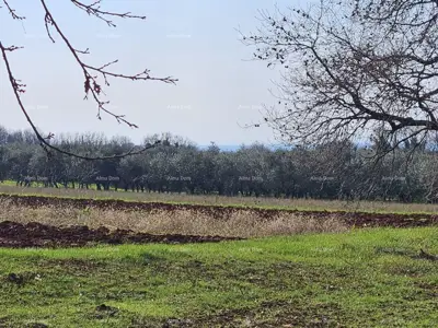 Building land 649 m², Novigrad, sea view and olive grove - 2