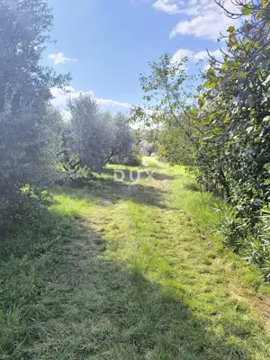 Građevinsko zemljište, Pula - Busoler, maslinik i mirna lokacija