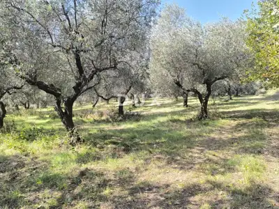 Građevinsko zemljište, Pula - Busoler, maslinik i mirna lokacija - 8