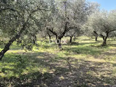 Građevinsko zemljište, Pula - Busoler, maslinik i mirna lokacija - 6
