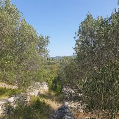 Poljoprivredno zemljište 10 756 m², Vela Luka - blizu centra - 8
