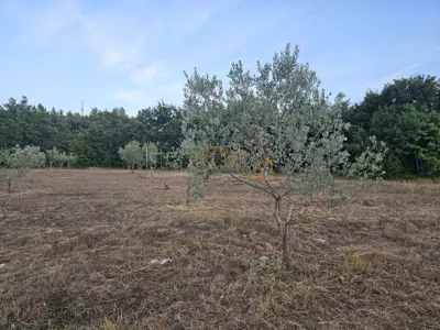 Agricultural land 20,214 m², Vodnjan - young olive grove - 2