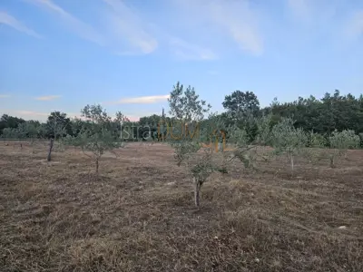 Agricultural land 20,214 m², Vodnjan - young olive grove