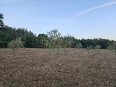 Agricultural land 20,214 m², Vodnjan - young olive grove - 6
