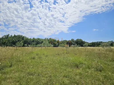 Agricultural land 20,214 m², Vodnjan - young olive grove - 4