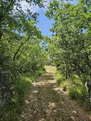 Agricultural land 20,214 m², Vodnjan - young olive grove - 5