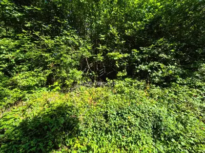 Agricultural land 10,110 m², Labin - quiet location - 2