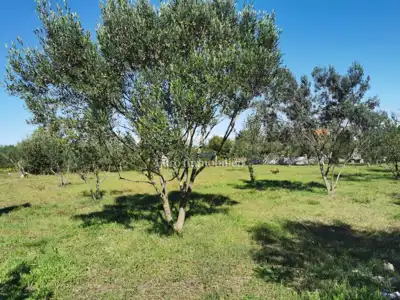 Building plot 250 m from the sea, Dobropoljana - island of Pašman - 6