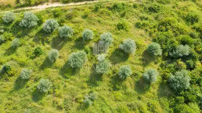 Building land 1,800 m², Buje - view of Grožnjan and Motovun - 5