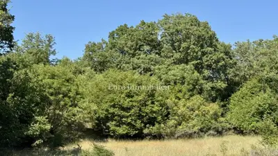 Agricultural land 12,480 m², Krk - Šotovento - 2