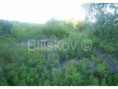 Building land 17 699 m², Milna - 80 m to the sea - 8