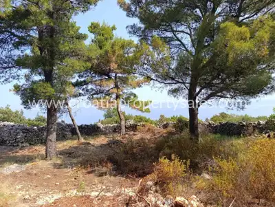 Agricultural estate, Hvar Island, sea view and pine forest - 7
